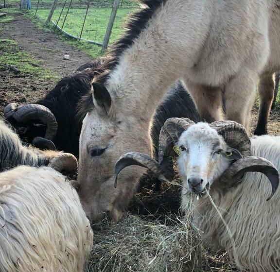 مبيت وإفطار Ferme De Roccapina