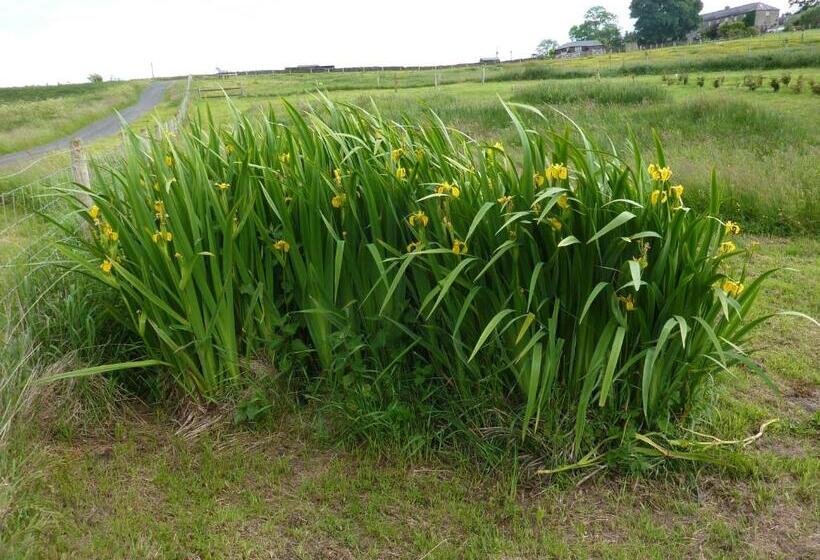 酒店 The Buteland Stop Rosie Off Grid Shepherds Hut