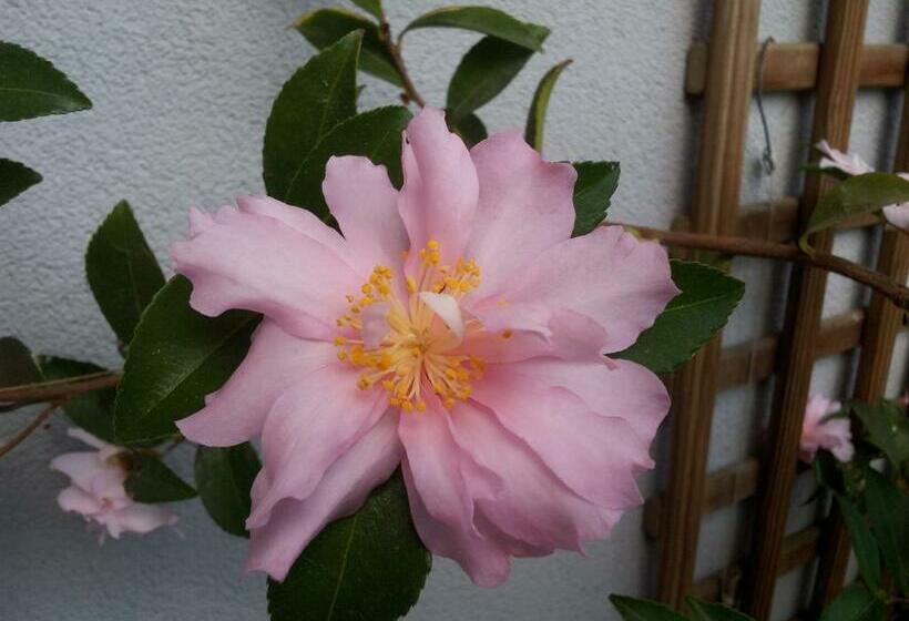 Пансион La Vie Au Roze