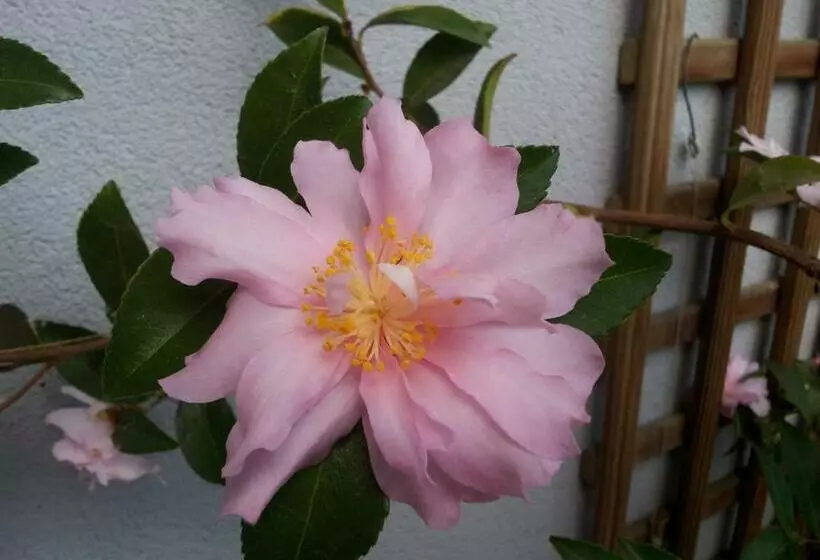 پانسیون La Vie Au Roze