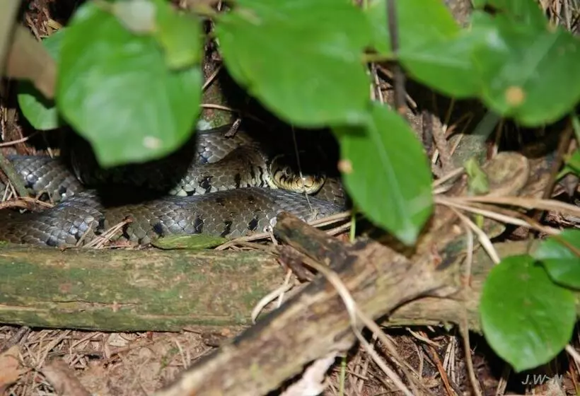 ベッドアンドブレックファースト De Priesnitzhoeve