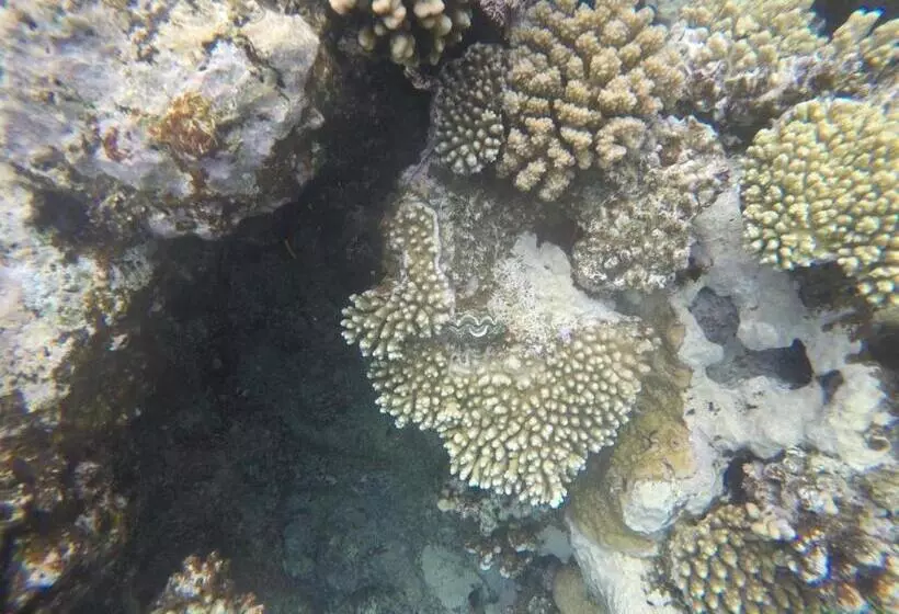 هتل Star Of Dahab