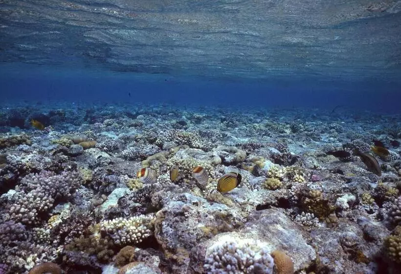 هتل Star Of Dahab