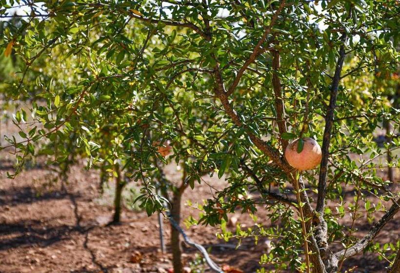 住宿加早餐  Calasole Country House