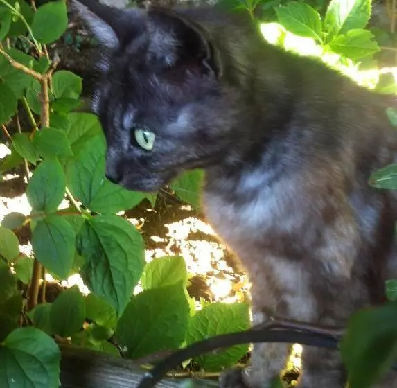 Aamiaismajoitus (B&B) Les Chambres Du Chat Perché