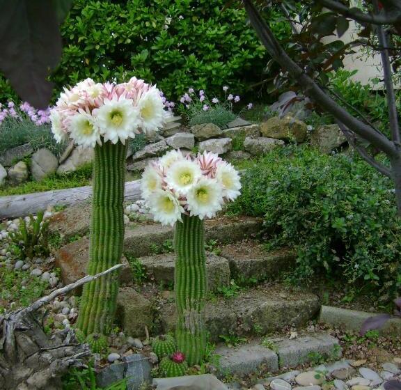 La Paloma B&b Di Charme