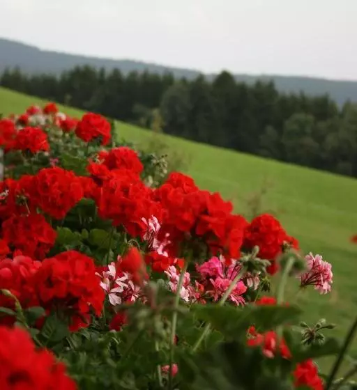 ペンション Bauernhof Hoenigshof