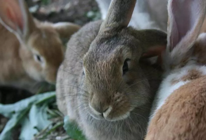 ペンション Bauernhof Hoenigshof