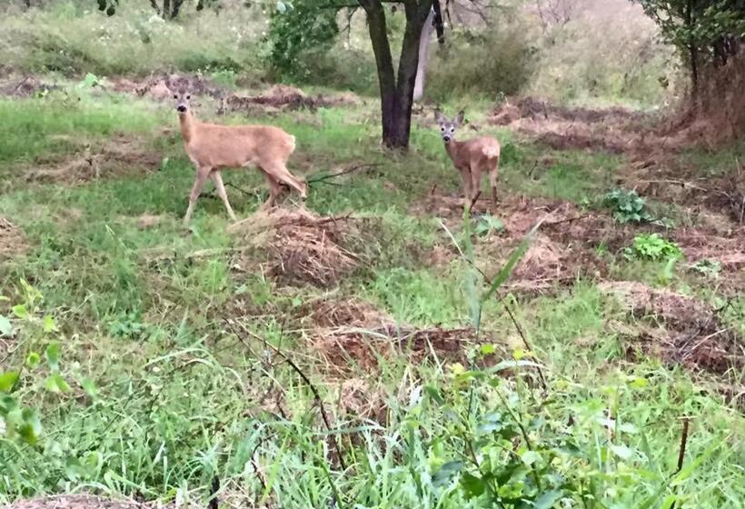 ペンション Hanu Lu Mos Opinca
