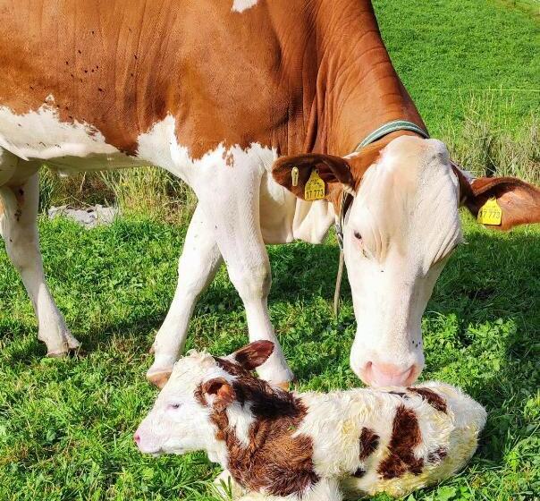 호텔 Pension Fürhapter Mit Bio  Bauernhof