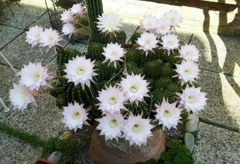 تختخواب و صبحانه Il Giardino Roccioso