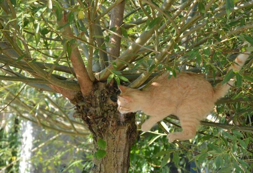 Aamiaismajoitus (B&B) Aux 4 Saules De 4 Wilgen