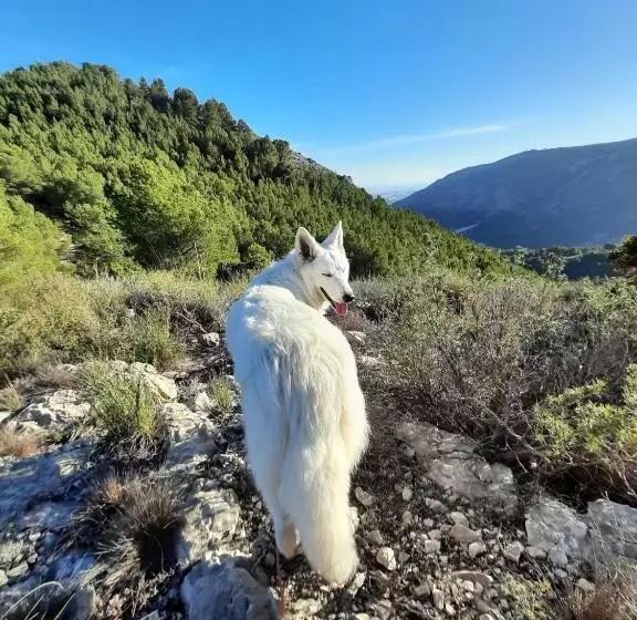 ベッドアンドブレックファースト Finca Oliva