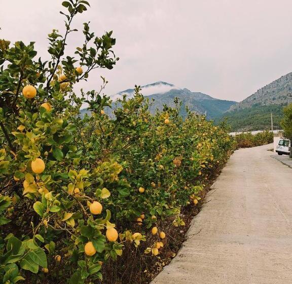 住宿加早餐  Finca Oliva