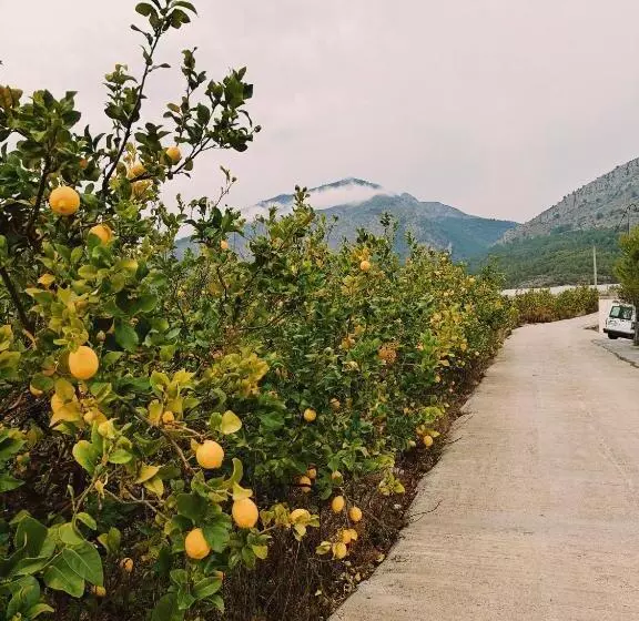 ベッドアンドブレックファースト Finca Oliva