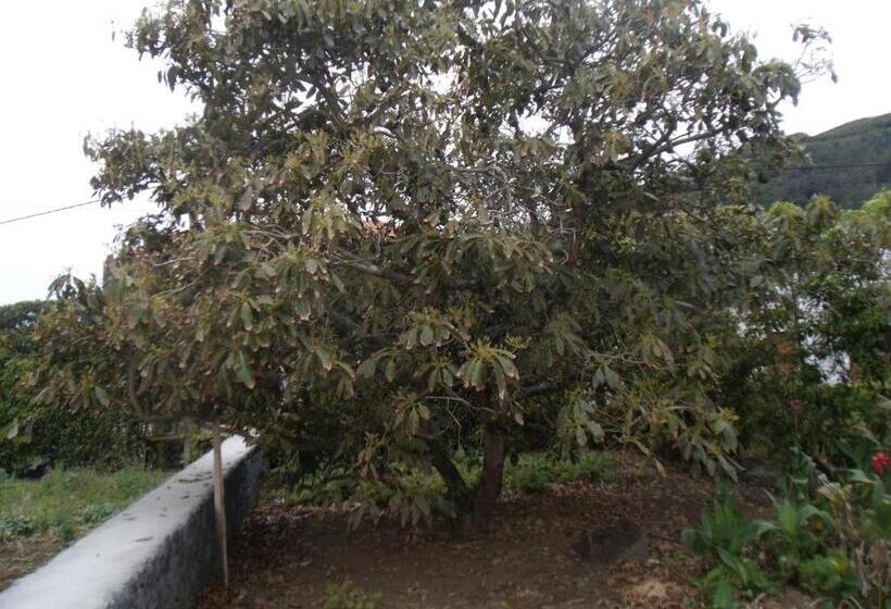Pensión Tropical Fruit Garden