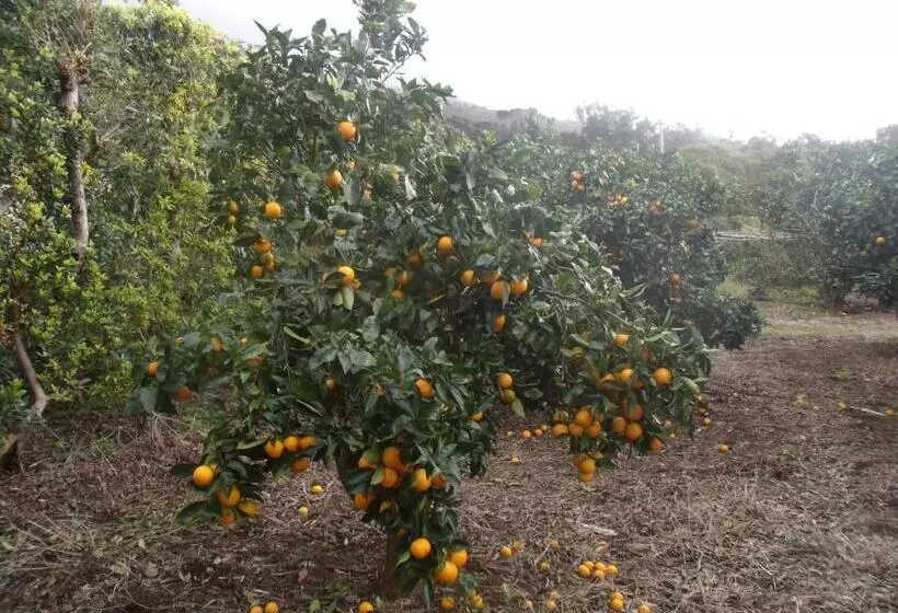 ペンション Tropical Fruit Garden