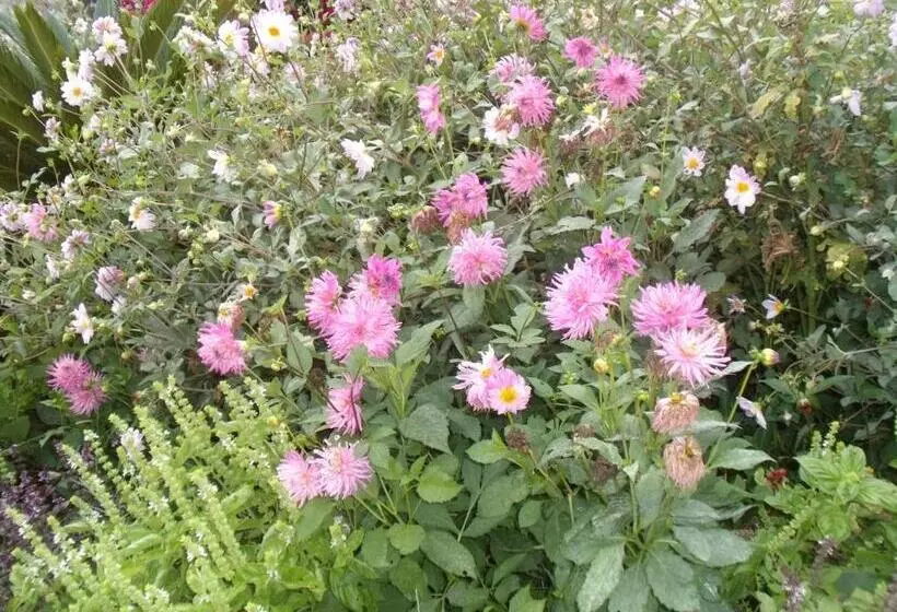 ペンション Tropical Fruit Garden