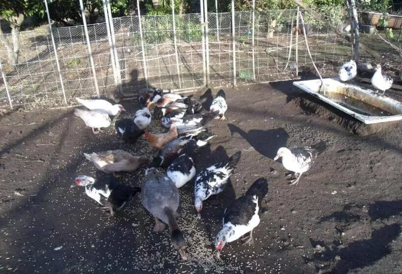 ペンション Tropical Fruit Garden