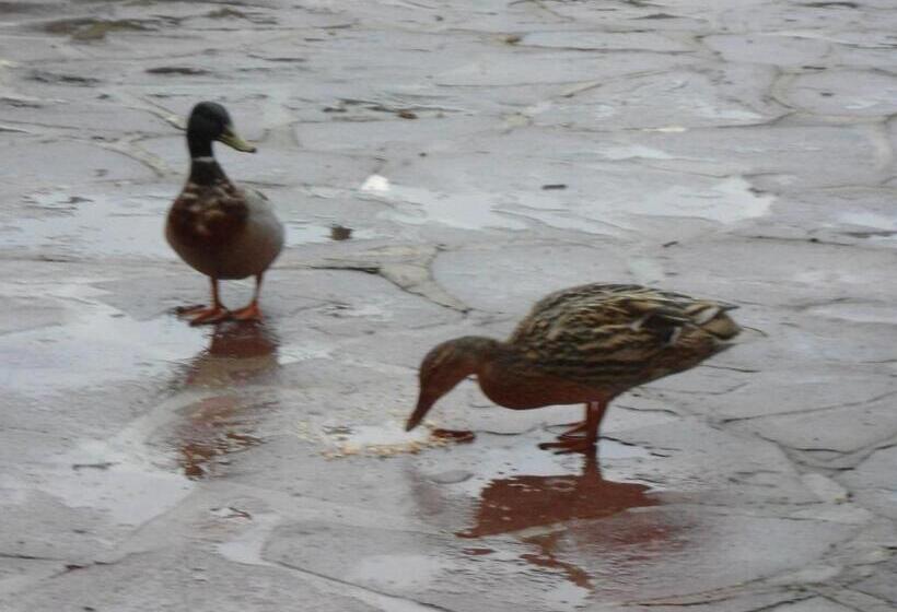 B&b La Maison De L Aubette