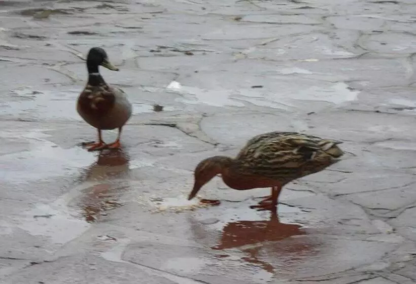 B&b La Maison De L Aubette