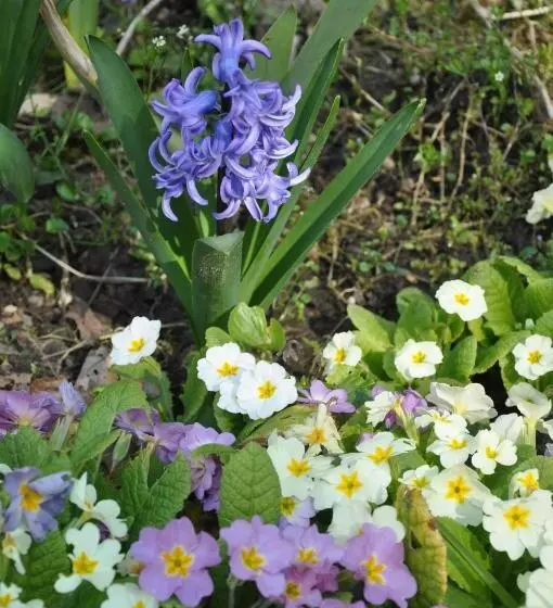 Aamiaismajoitus (B&B) Les Charmilles