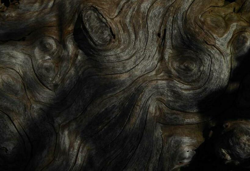 צימר La Couette De L Ours