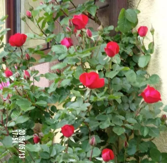 تختخواب و صبحانه Chambres D Hotes Du Vignoble