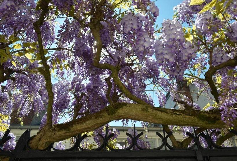 تختخواب و صبحانه Wisteria
