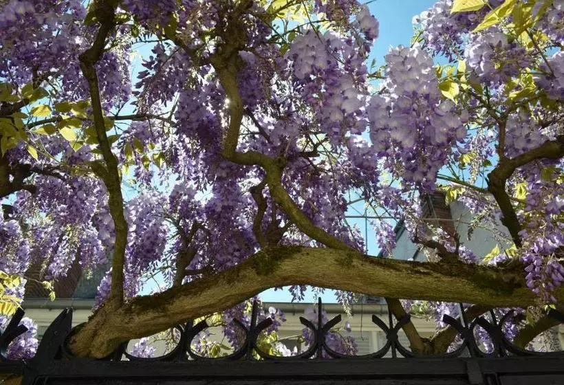 Aamiaismajoitus (B&B) Wisteria