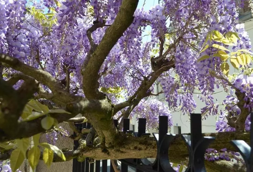 Aamiaismajoitus (B&B) Wisteria