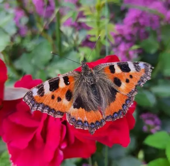 ベッドアンドブレックファースト La Parenthèse