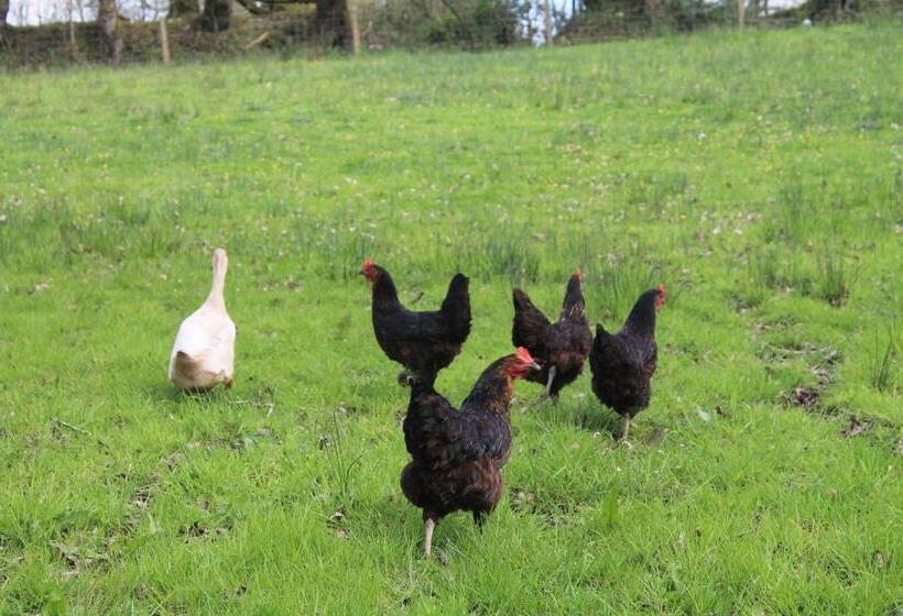 مبيت وإفطار Meadowland Farm