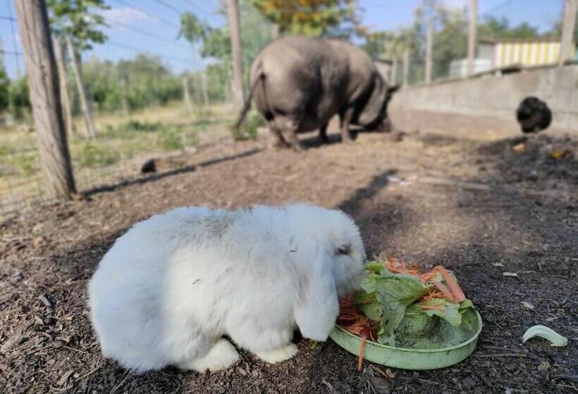 בית מלון כפרי Casa Das Palmeiras Pedagogic Farm