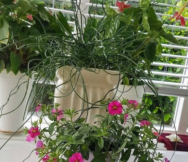 צימר Laag Holland