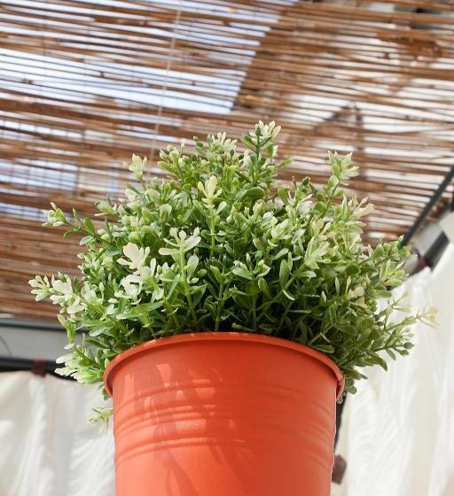 住宿加早餐  Mary S Dream