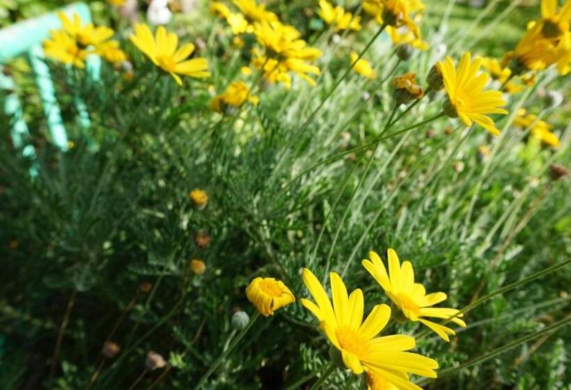 住宿加早餐  Mary S Dream