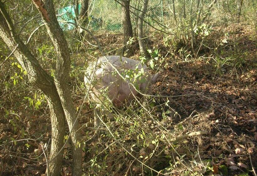 فندق Affittacamere La Fornace