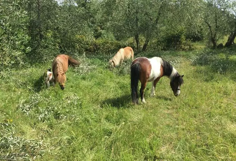 ホテル Agriturismo Podere Sottogello