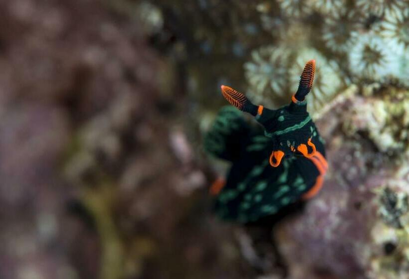 Punta Bulata White Beach Resort & Spa