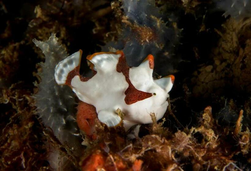 Punta Bulata White Beach Resort & Spa