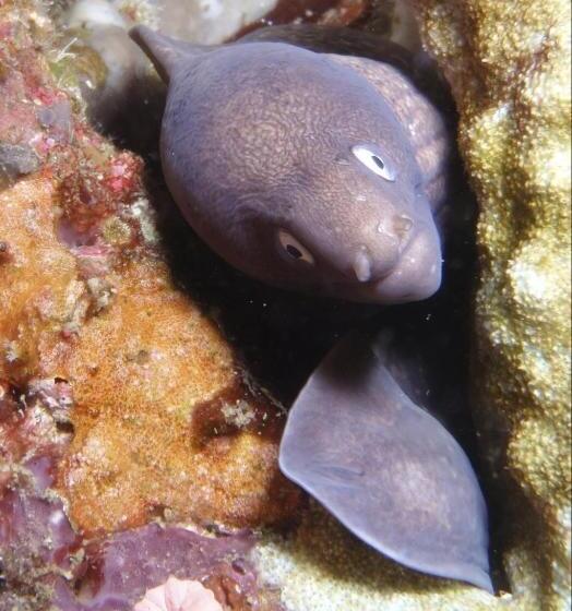 Punta Bulata White Beach Resort & Spa