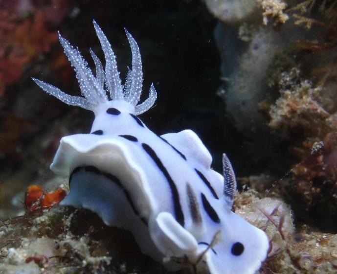 Punta Bulata White Beach Resort & Spa