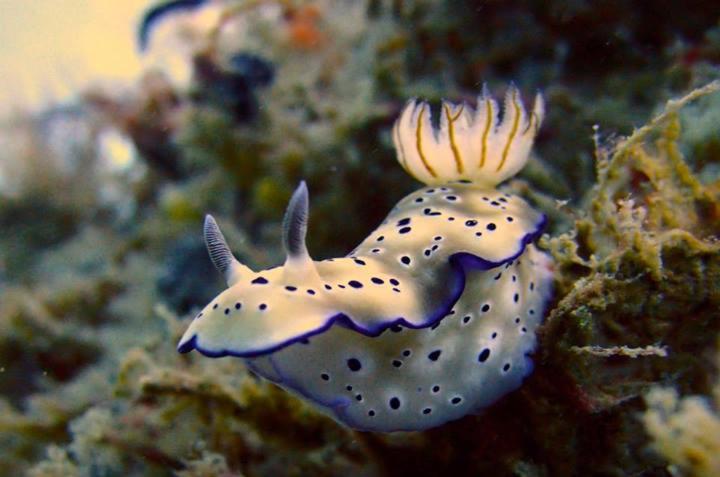 Punta Bulata White Beach Resort & Spa