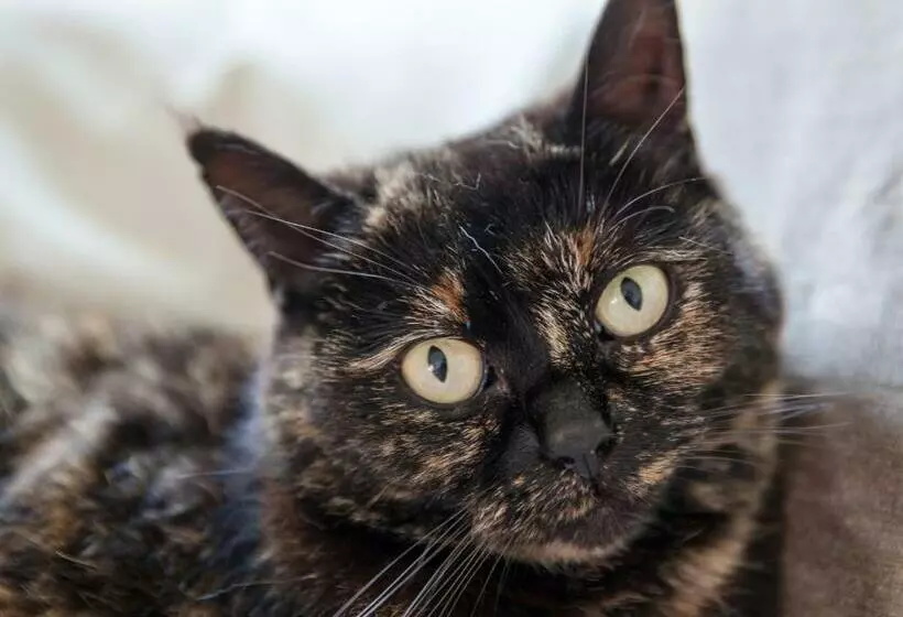 ベッドアンドブレックファースト Slaopen En Stoet