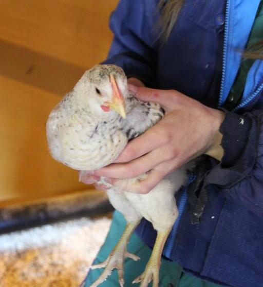 Отель Heidin Mummola Farm