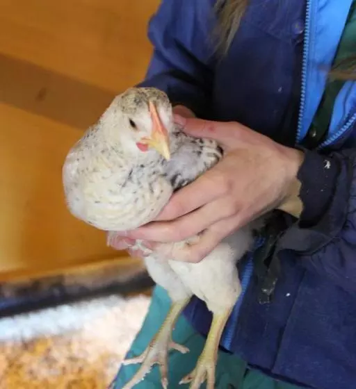 ホテル Heidin Mummola Farm