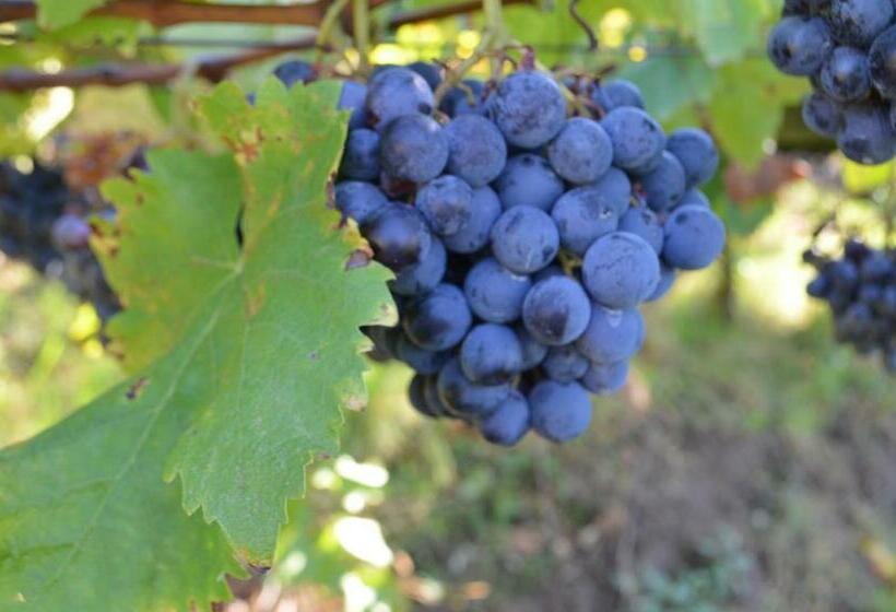 ペンション Zimmervermietung Gröberhof