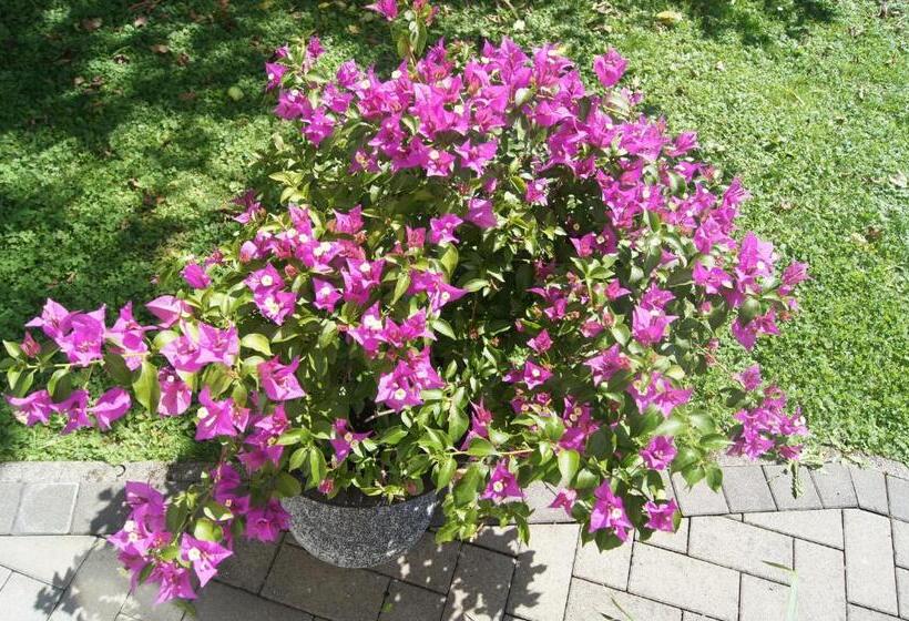 Bed and Breakfast Haus Josef