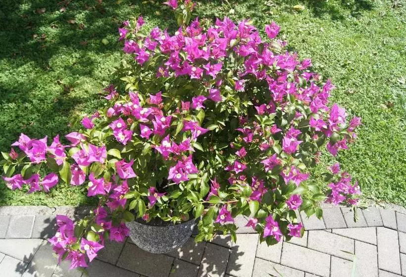 تختخواب و صبحانه Haus Josef